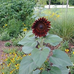 Meet your Posher, Pauline